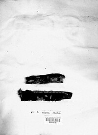 Diatrype stigma image